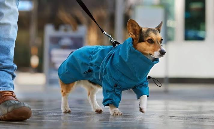 Keeping Pets Stylish Daily